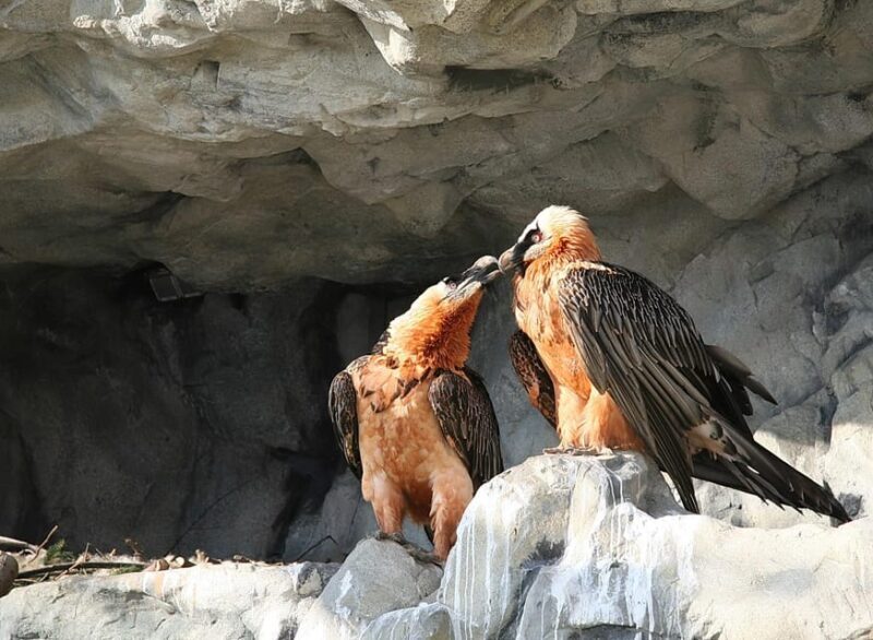 Innsbruck: Alpenzoo Entrance Ticket - Final Thoughts