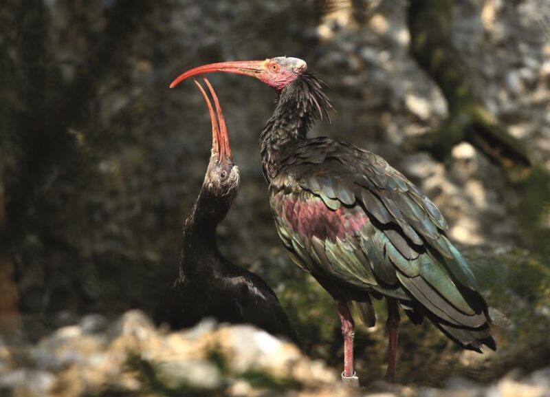 Innsbruck: Alpenzoo & Top of Innsbruck Combination Ticket - Practical Tips