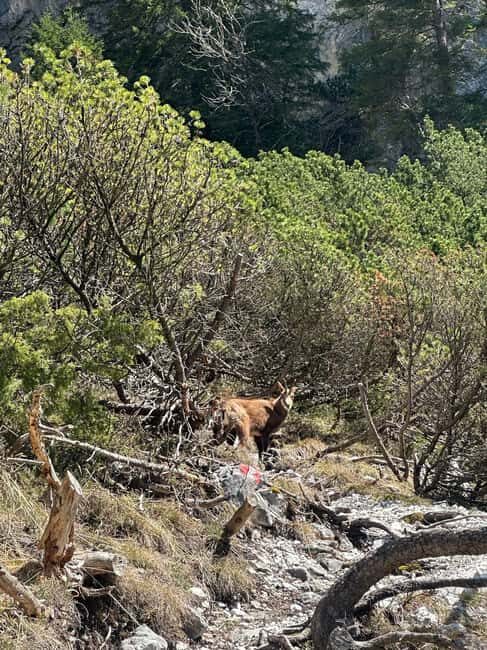 Innsbruck: Private Adventure Tour with Guide - Who Is This Tour Best For?