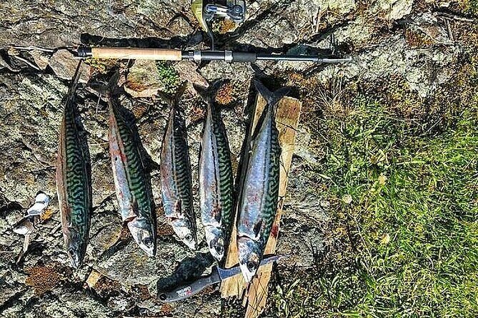 Inshore fishing in the Drangefjord - Pricing and Value