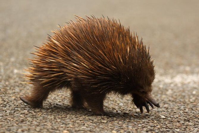 Inside the Greater Blue Mountains World Heritage - A Private Wildlife Safari Overnight - The Value of This Tour