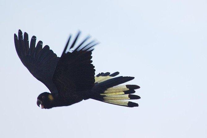 Inside the Greater Blue Mountains World Heritage - A Wildlife Safari Overnight - Final Thoughts