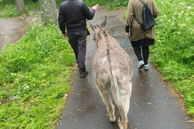 Inspirational Nature Walking Tour with Donkeys in The Hague - Authentic Insights from Past Participants