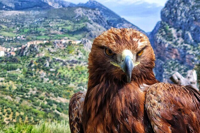 Interactive Educational Course on Birds of Prey - Who Will Love This Tour?