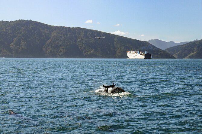 InterIslander Ferry - Picton to Wellington - The Itinerary and Experience: What To Expect