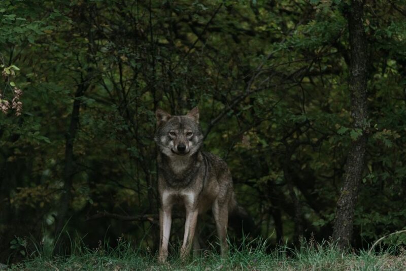 International Environmental Centre of ARCTUROS Tour - Key Points