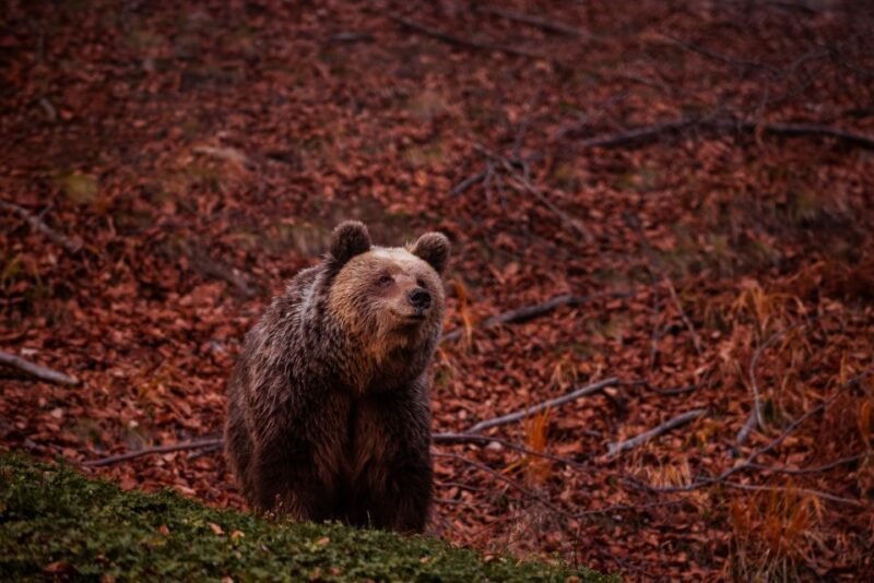International Environmental Centre of ARCTUROS Tour - A Deep Dive into the Experience