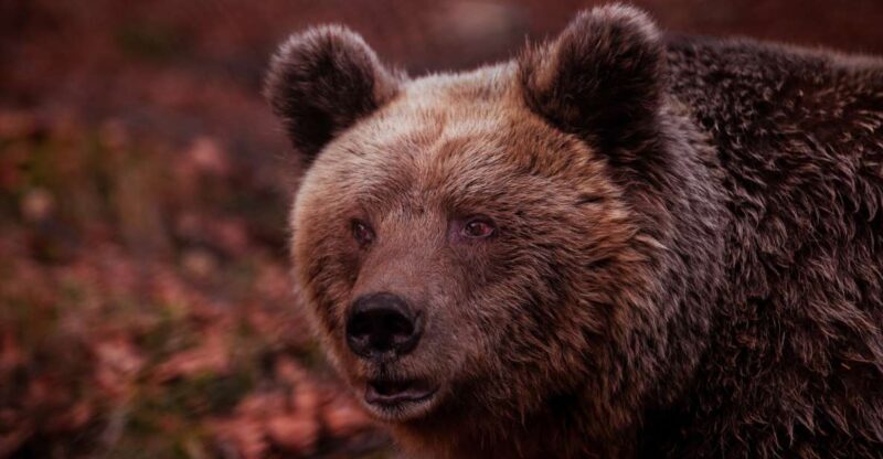 International Environmental Centre of ARCTUROS Tour - Final Thoughts