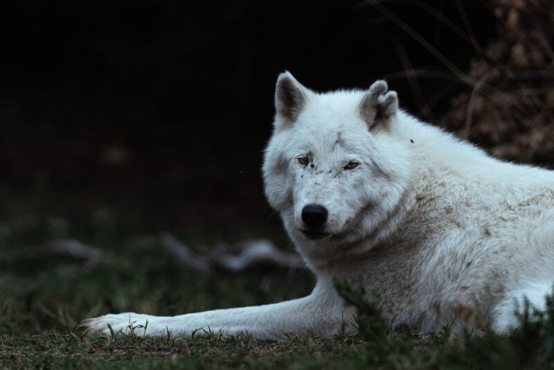 International Environmental Centre of ARCTUROS Tour - FAQs