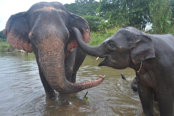 Inthanon Heaven Trail(Living Green Elephant Sanctuary) - What Makes This Tour Stand Out?