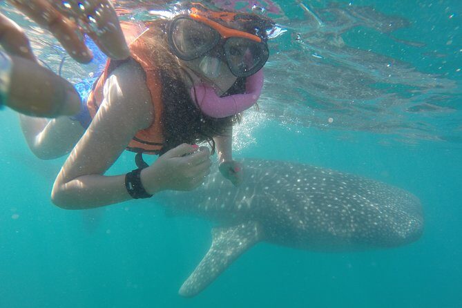 Intimate Eco-Friendly Whale Shark Encounter - Premium Service - Key Points