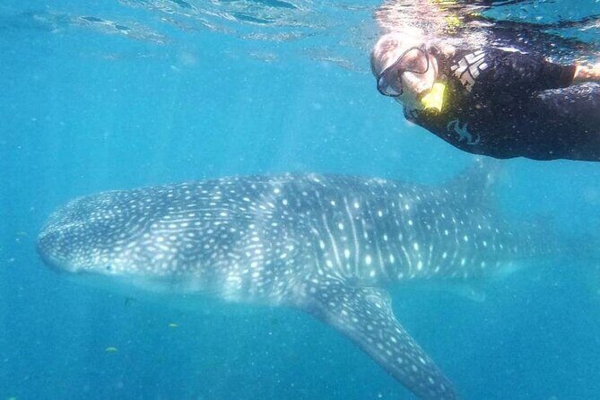 Intimate Eco-Friendly Whale Shark Encounter - Premium Service - An In-Depth Look at the Tour Experience