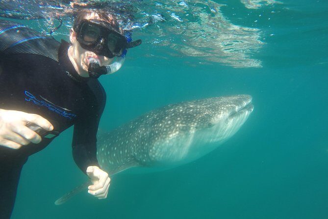 Intimate Eco-Friendly Whale Shark Encounter - Premium Service - Frequently Asked Questions