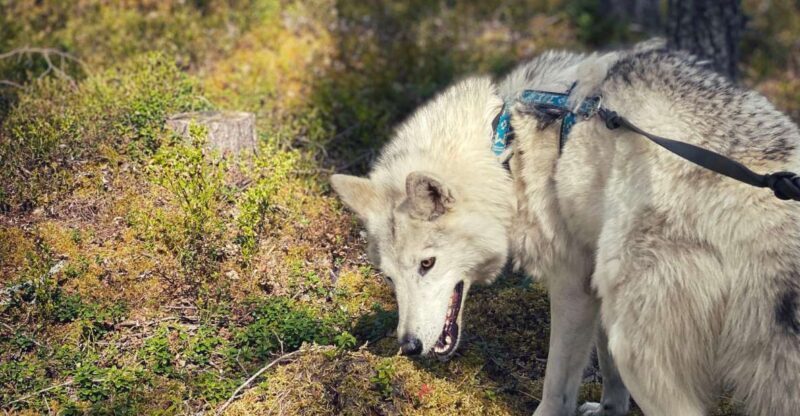 Into the Woods... - Private Tour - Exploring the Experience in Detail