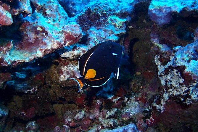 Introductory Beach Scuba Dive - Who Will Love This Experience?