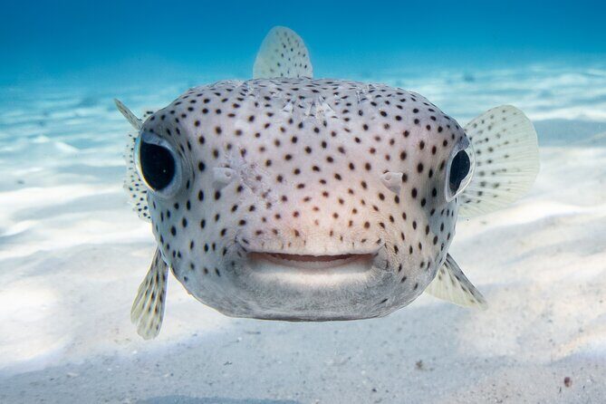 Introductory Dive in Bora Bora (afternoon) - Frequently Asked Questions