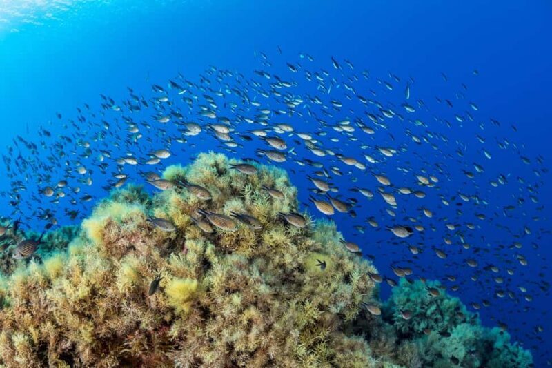 Introductory dive in Marseille - Final Thoughts