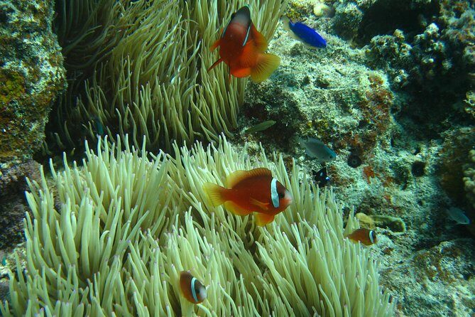 Introductory Scuba Dive experience - Whitetip Marine Adventures - The Itinerary in Detail