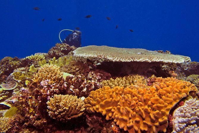 Introductory Scuba Dive experience - Whitetip Marine Adventures - Authentic Feedback from Travelers