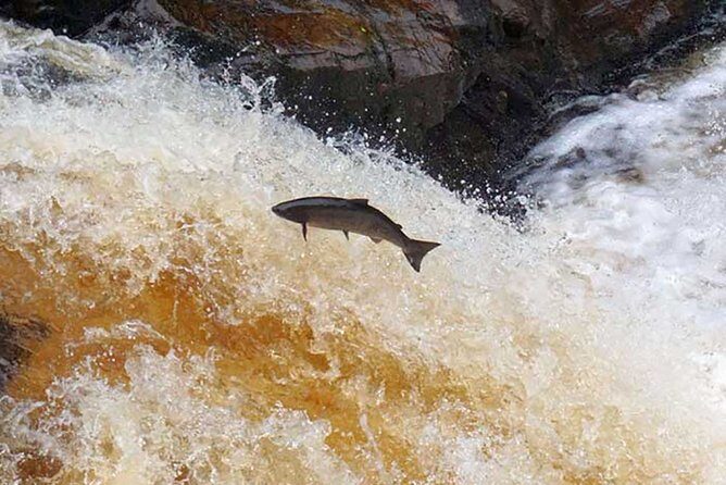 Invergordon Cruise Excursion - Castle ,Whisky and History Tour - An In-Depth Look at the Highland Tour