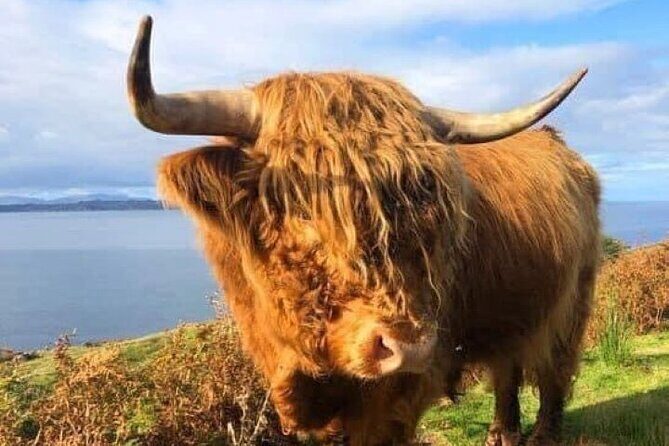 Invergordon Cruise Ship Tour Dunrobin Castle, Dornoch, Distillery - FAQs