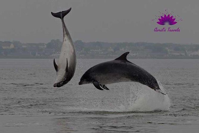 INVERGORDON PORT Tour Dunrobin, Dornoch & Distillery - Final Thoughts