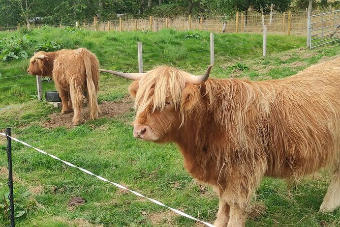 Invergordon Shore Excursion Highland Bucket List Tour - The Sum Up: Who Should Consider This Tour?
