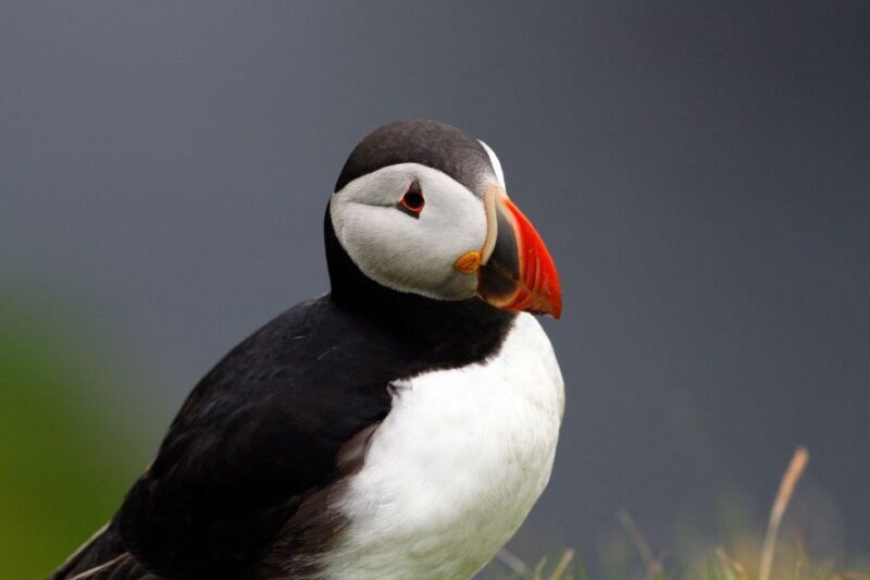 Inverness: Moray Coast, Wildlife and Speyside Whisky Tour - Key Points