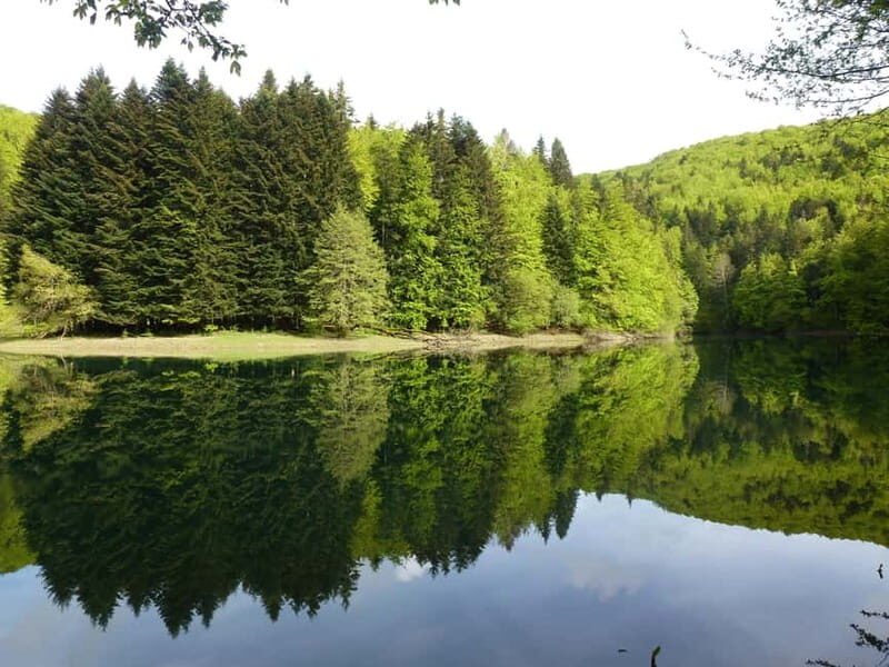 Irati Forest and Ochagavía Excursion - The Natural Wonder: Irati Forest