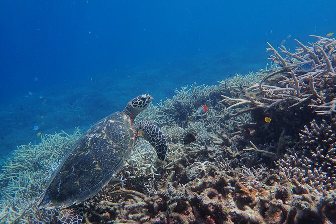 Iriomote Island 1-Day Snorkeling & Mangrove SUP or Canoe - Why This Tour Stands Out