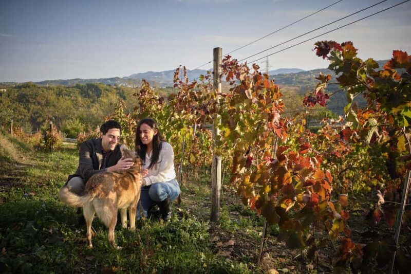 Irpinia Wine Tasting Experience - Key Points