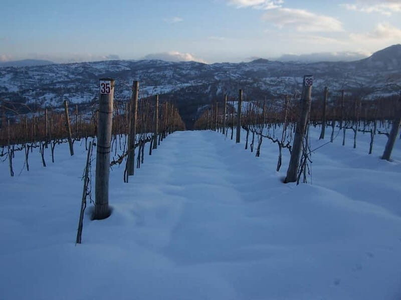 Irpinia Wine Tasting Experience - A Closer Look at the Tour Itinerary