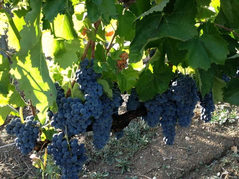 Irpinia Wine Tasting Experience - Practical Details & Considerations