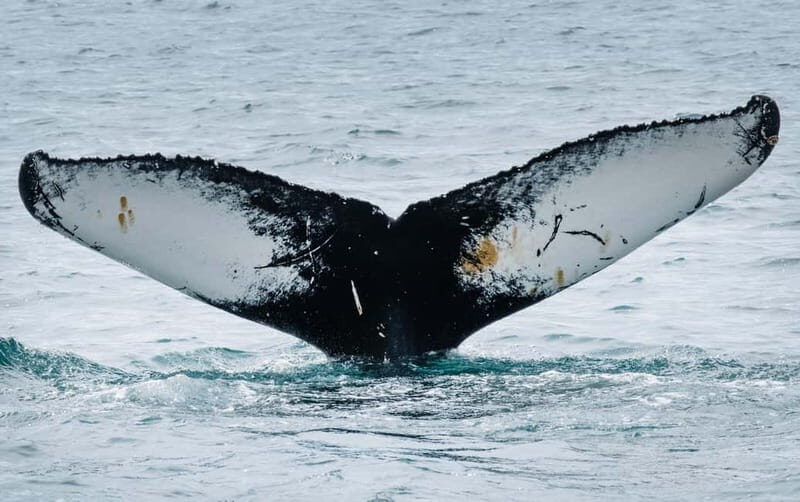 Ísafjörður: Westfjords Whale Watching Boat Tour - Key Points