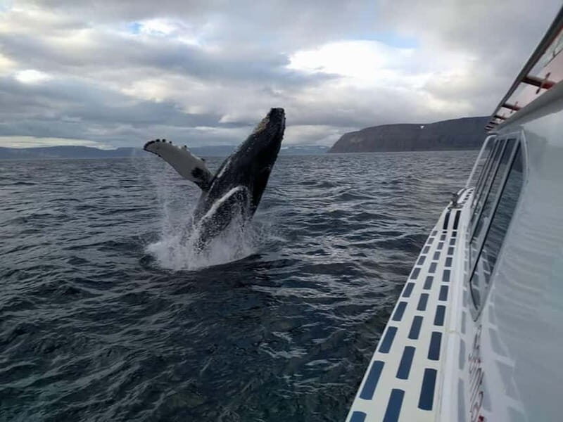 Ísafjörður: Westfjords Whale Watching Boat Tour - The Experience in Detail