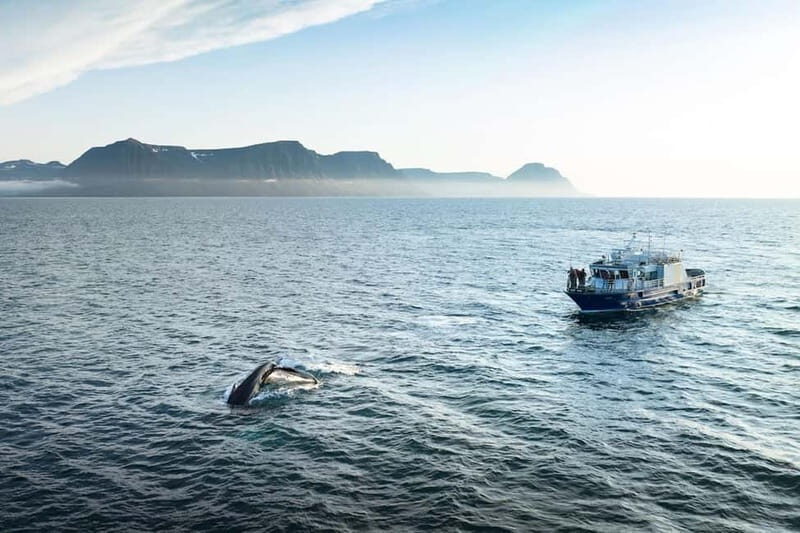 Ísafjörður: Westfjords Whale Watching Boat Tour - Who Should Consider This Tour?