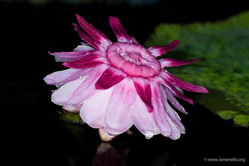 Ischia: La Mortella Gardens Trip with Optional Lunch - A Deep Dive into the La Mortella Gardens Experience