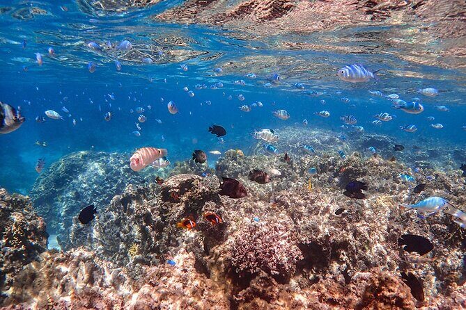 Ishigaki Mangrove SUP or Canoeing and Phantom Island Snorkeling - Final Thoughts