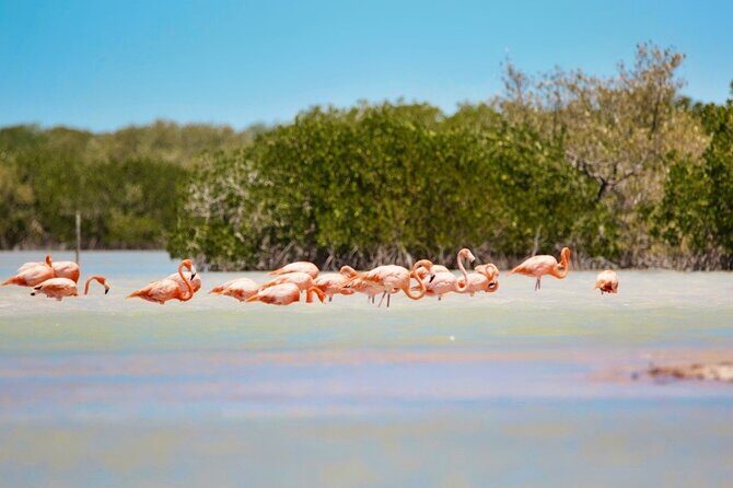 Isla Columpios and Progreso Day Trip - Final Thoughts