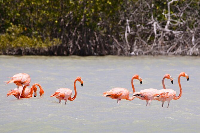 Isla Columpios and Progreso Day Trip - An In-Depth Look at the Tour Experience