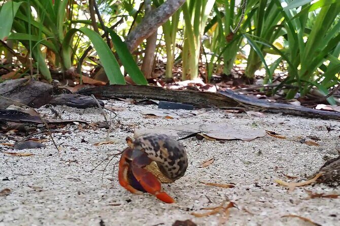 Isla Contoy and Isla Mujeres Tour with Snorkeling from Cancun - Final Thoughts: Is It Worth It?