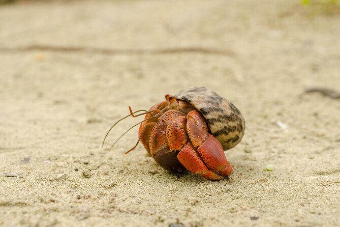 Isla Contoy Private Day Tour, from Cancun - An In-Depth Look at the Isla Contoy Private Day Tour