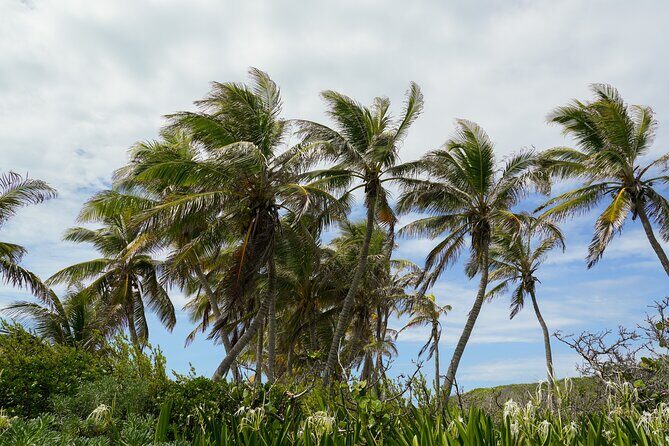 Isla Contoy Snorkeling Experience with Buffet - Full Review: What to Expect and Why It Matters