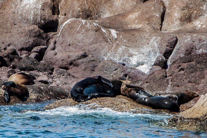 Isla Espiritu Santo and Balandra Tour - Who Should Book This Tour?