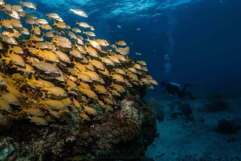 Isla Mujeres - MUSA and the Manchones Reef - Snorkel - The Sum Up