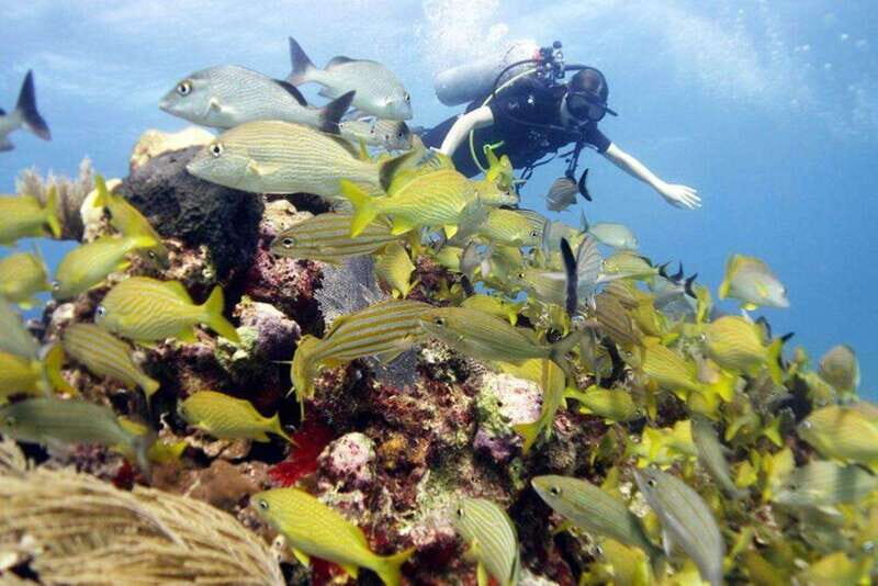 Isla Mujeres: PADI Open Water Diver Course - Key Points