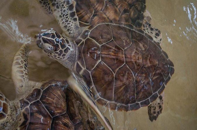 Isla Mujeres Private Excursion - Who Will Love This Tour?