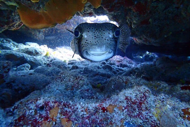 Isla Mujeres Snorkeling Tour - FAQ