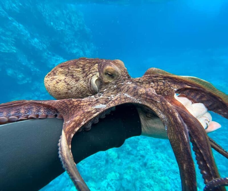 Island of Maui Customized Half-Day Private Tour - An In-Depth Look at the Maui Private Tour Experience