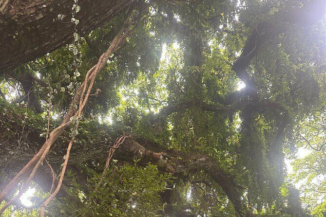 Island of Maui Customized Half Day Tour - Authentic Maui Experiences and Authenticity